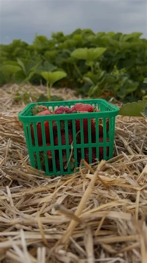 Strawberry picking season is NOW! ✨🍓 Strawberry Picking FAQs 🍓 Where: the field is located at 89 St. George Road, Paris. Approximately 5 minutes from the farm market, and just outside the town of St. George. ( same place as the last year) 🍓 When: 8am-6pm daily, weather permitting, for 3-4 weeks 🍓 What to bring: Water bottle, sunscreen & hat for sun protection. 🍓 How much: $4/L picking containers if you do not have your own. *all picking containers must clearly show the volume in litres. 🍓 