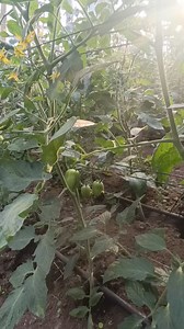 Fertiriego en el cultivo de tomate #tomate #Fertirriego #goteo | El campo Plus