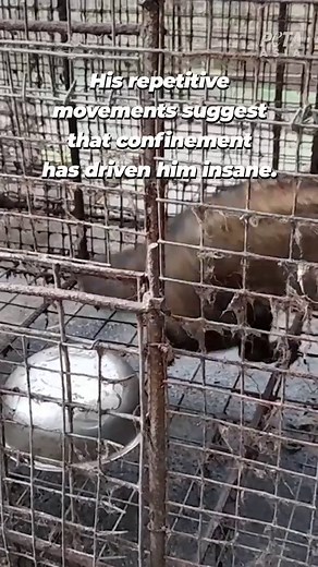 Civet cats with open wounds confined to barren, filthy cages encrusted with faeces, dirt, and decomposing berries - all for a cup of Kopi luwak coffee. This is not a delicacy, it’s a disgrace. #InternationalCoffeeDay Tell Bacha Coffee to cut ties with the cruel “cat-poop coffee” industry - link in bio! #coffeeday | PETA UK