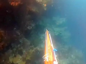 17K views · 181 reactions | underwater fish arrows, you get lots of them, spearfishing | Fishing Videos | Facebook