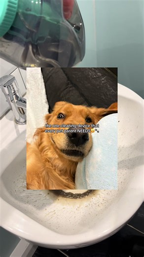 I couldn’t do life without my @Redhut Clean Master spot stain remover!!! And it’s 55% off for Black Friday🤩🤩 *Kindly gifted but I use it allll the time I’m obsessed🤣 @REDHUT CleanMaster #goldenretriever #blackfriday #tiktokmademebuyit #redhut #cleantok