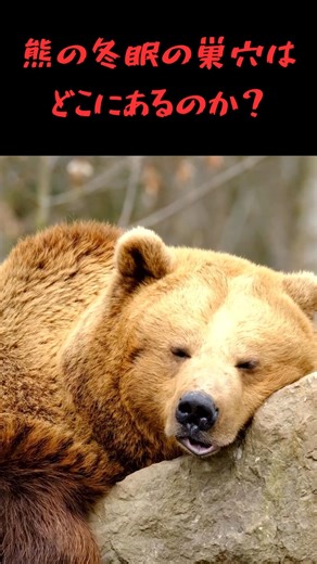熊が冬眠してる巣穴はどこにあるのか？#熊#熊被害#冬眠#shorts