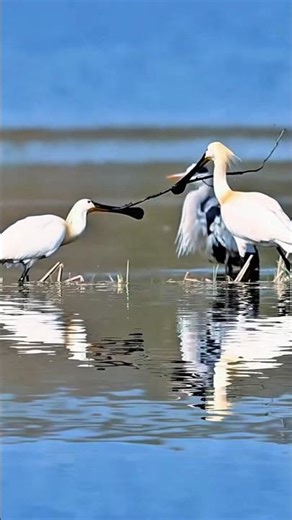 “Unique Interactions of Eurasian Spoonbills in Their Natural Habitat” #shortvideo #natural #habitat