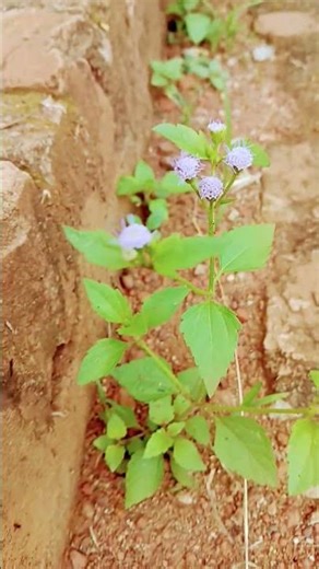 alien grass crying !!.extraterrestre #jupiterastrology