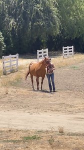 2.4K views · 80 reactions | My gorgeous red dun mare looking at me while my assistant walks her. Ruby was on her way to the slaughterhouse just a few months ago. She is so darn beautiful and very sweet! Lookin good Ruby for 25 years young❤️❤️❤️❤️❤️❤️How I love this horse!!! | Faithful Minus | Facebook