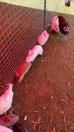 Rabbits and Chicken in Colorful Fenced Enclosure