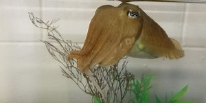 Cuttlefish can pass the marshmallow test