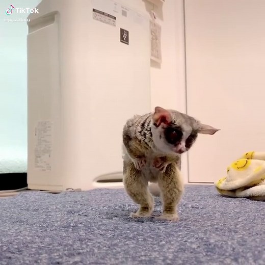 ブッシュベイビーの探し物とペット育成