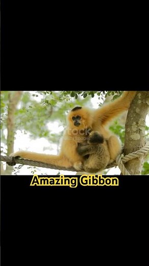 Amazing Gibbon Facts | The Singing Acrobat of the Forest 🐒🌳