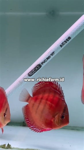 Discus red alenquer 4inch #discusfish #aquarium #aquascapegallery #discus