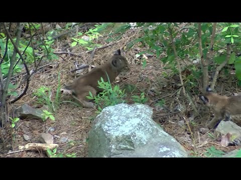 Feral Hogs Running Wild In Arkansas