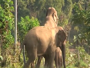 Éléphants accouplement dans le zoo.