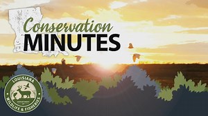 3.5K views · 33 reactions | Questions about the upcoming changes to the youth hunting license fee structure? Watch this brief video to learn about the regulation/fee changes that will take effect on June 1 in regards to the youth hunting license. | Louisiana Department of Wildlife and Fisheries | Facebook