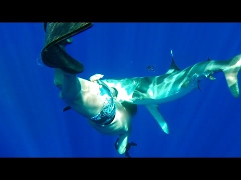 Oceanic Whitetip Shark Bites Diver