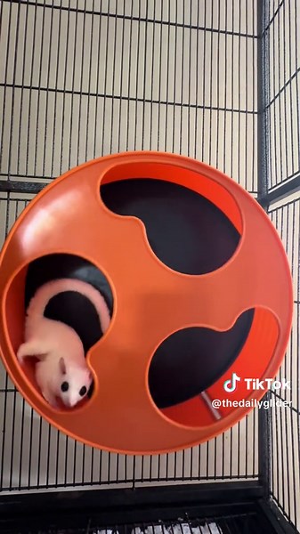 POV: you’re training for the glider olympics 🏃‍♀️✨ I just found out I need to upgrade her wheel…what’s the BEST one for my girls? Please drop your suggestions in the comments.🤍 #sugarglider #fyp #petsoftiktok #exoticpets