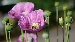 Poppy, Bees, Poppy Flower. Free Stock Video