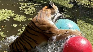 Watch Dutchess the tiger from Big Cat Rescue have a ball in the lake of her enclosure. Tigers love water and like to put their permanent enrichment in the water of their pools and lakes. All of our tigers have access to a pool or lake for swimming and soaking. #ball #tiger #tigers #BigCatRescue #playing #playtime #enrichment #lakelife #swimming #swim #watch #Dutchess #love #lovewater #loveswimming #soak #duckweed | Big Cat Rescue