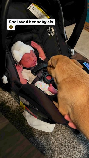 339K views · 3.9K reactions | First day bringing everly home, our dog was so happy she loved her so much #chiuahua #pupsofinstagram #dogsofinstagram #dogsofinsta #dogs #NewBeginnings #newbornbaby #newbornphotography #sisters #premature #preemie #preemiestrong #sweetdog #sweetbaby #homecoming #firstday #bigsister #foryou #moms #spoileddog #momsoffb #momssupportingmoms #bestfriends | Everlyjade629 | Facebook