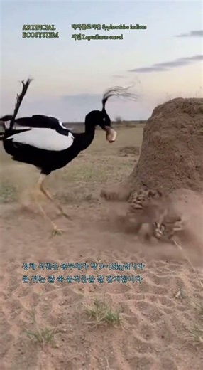 356에서 1228마리 작은플로리칸, 시속 80킬로미터 서벌과 한 화면에 서다