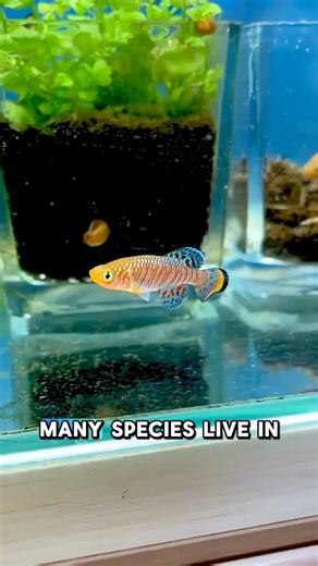 75K views · 1.4K reactions |  Meet the killifish — one of the most colorful and resilient fish in the world!  Known for thriving in temporary ponds, their eggs can survive dry seasons until the rains return. ✨ #Killifish #AquariumTrivia #FishFunFacts #AquaticLife #FishTrivia | GuppyKoi | Facebook