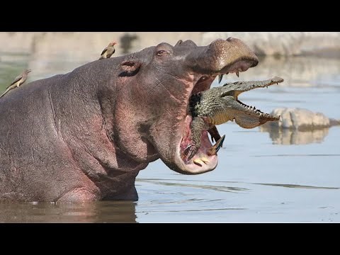 Fierce Fights Between Hippos. This is why the Hippo is the most dangerous in Africa.
