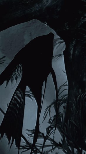 #freshwaterfish #aquascapelowtech #naturalaquarium #angelfish #fypシ