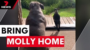 6.2K views · 153 reactions | Authorities in Queensland are considering whether to return internet sensation Molly the magpie to her carers, after she was seized from her Gold Coast home. MORE: https://7news.link/3IXx9sg 7NEWS at 6pm. #7NEWS | 7NEWS Sydney | Facebook