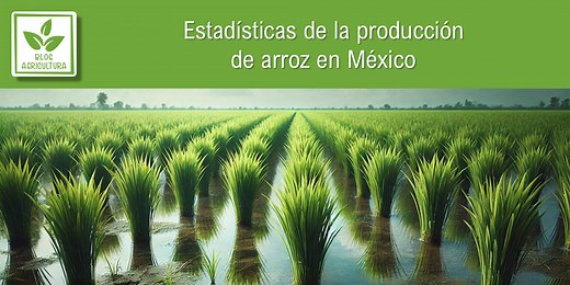 Estadísticas de producción de arroz en México - Blog Agricultura