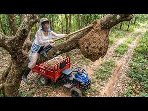 Harvesting Giant Ant Nests in the Forest and Cooking Ant Eggs | Rural Life