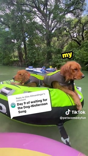 Funny Talking Dogs Compilation