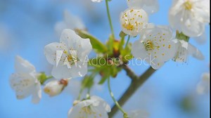 White Cherry Tree Blossom Flowers. Subgenus Cerasus Or Prunus Avium. Commonly Called Wild Cherry Or Sweet Cherry And Gean. Close up.