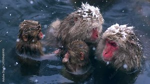 Snow monkeys bathing in a hot spring in Japan in winter, wildlife in Japan, tourist spot in Japan, tourism in Japan in winter