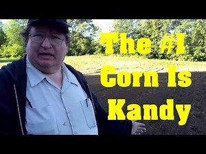 Super Sweet Kandy Korn - Planting corn on the homestead