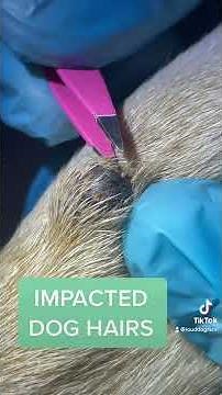 IMPACTED HAIRS ON DOG