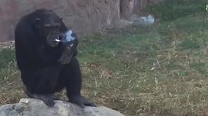 Zoo Chimp Smokes Pack a Day, But Doesn’t Inhale