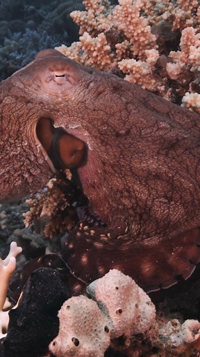 6.3K views · 27 reactions | The octopus is a true master of disguise....