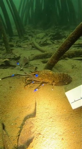 Electric Blue Shrimp's Mud Explosion!