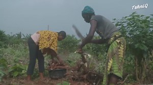 How Tons of Fresh Cassava are Harvested and Processed in Nigeria