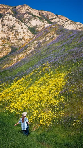 Every spring, California puts on a show…but 2026 is shaping up to be something special. Over the past week, I’ve been tracking wildflower conditions across the state — from desert valleys to rolling Central Valley hills — and blooms are officially popping in multiple regions right now. If you’ve been waiting for the right time to plan a wildflower trip, this is your sign. Here’s what I’m currently seeing out in the field: Carrizo Plain National Monument Hills of goldfields and early color beginn