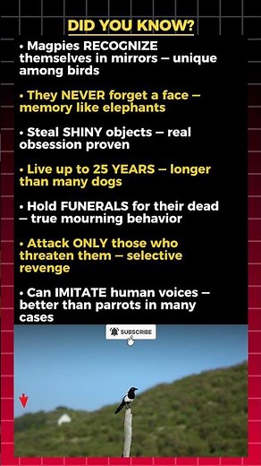 Facts About Magpies That Will Blow Your Mind! 🦅🔥