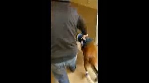 98K views · 2K reactions | Video of Pyro Walking! | Green Bay Police Department | Facebook