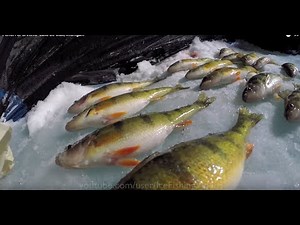 PERCH SPEARING- Lake St. Clair, Michigan.