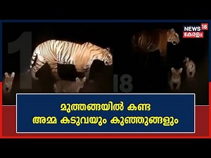 ഒരു രാത്രി നടത്തമാകാം ! Muthanga Forestൽ കണ്ട അമ്മ കടുവയും കുഞ്ഞുങ്ങളും | Leopard | Malayalam News