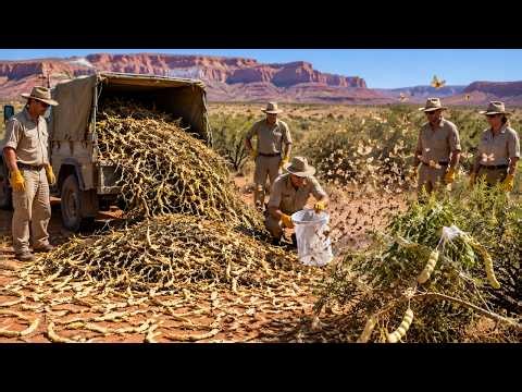 Mesquite Swallowed 150,000 Hectares Of The Pilbara — What Finally Fought Back Wasn't Expected