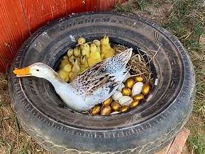 Amazing pekin duckling hatching from eggs - baby ducks first | BIRD 24