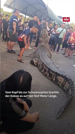 Almost five meters long: Authorities kill "monster crocodile" 🐊 in Malaysia | #ntv