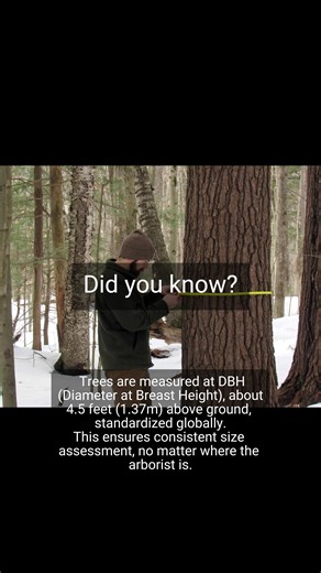 Master Tree Measurement Techniques with a 4.5ft Rule