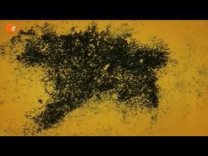 Die Höhle von Lascaux - ZDF Mediathek