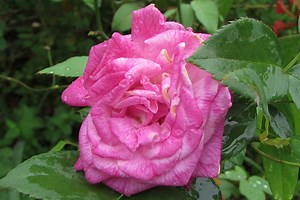 Mignonne, allons voir si la rose… La « Rose Edouard », ancêtre de toutes les roses Bourbon