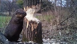 Beavers felling trees in the forest
